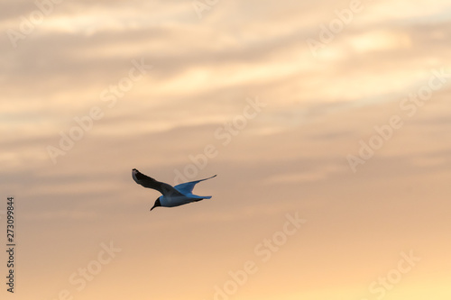 Black-headed Gull in gracil flight