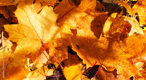Colorful autumn maple leaves close-up