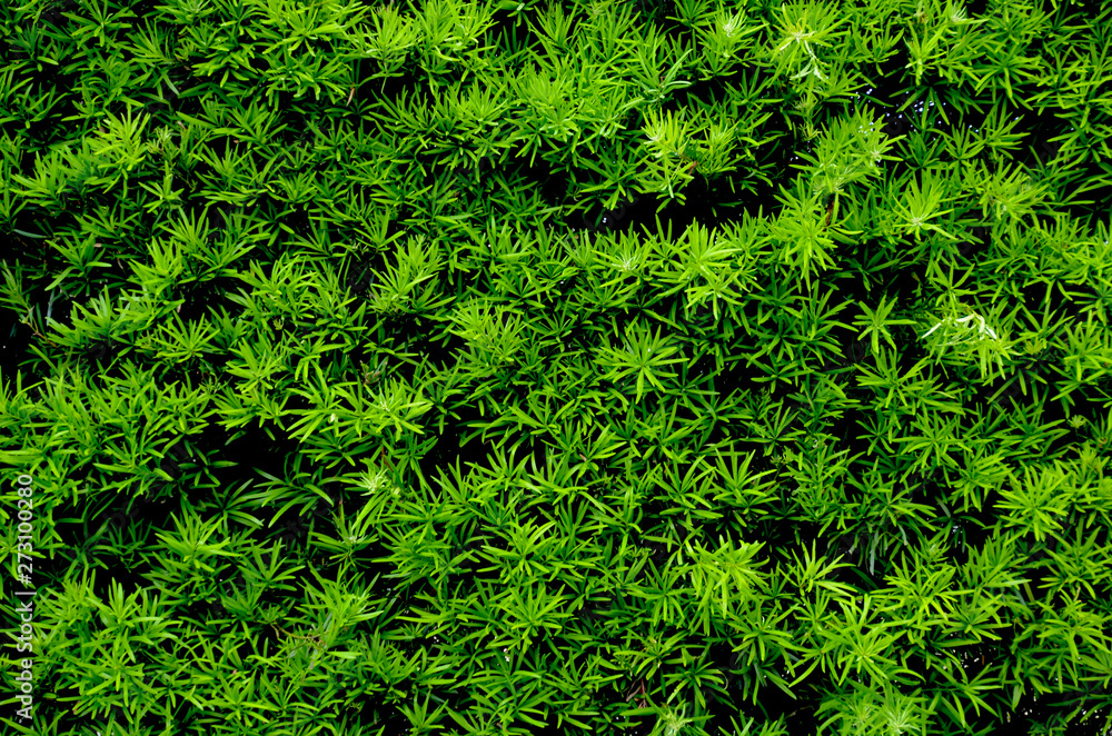 Bright fresh green of summer Bright fresh green of summer