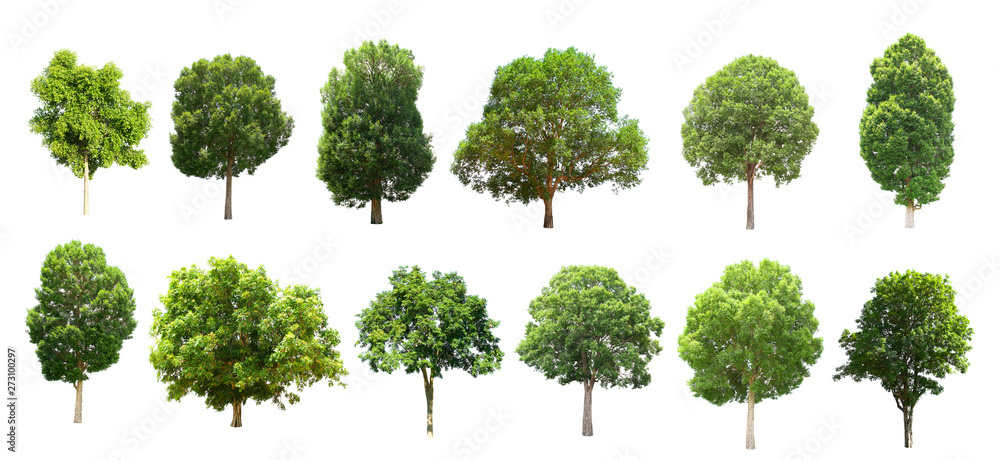 collection tree isolate on white background