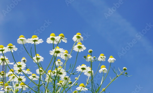 Beautiful and delicate white chamomile flowers close up on blue sky background. Herbal medicine.