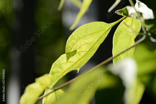 Maple leaves backlit by the sun in summer day close up