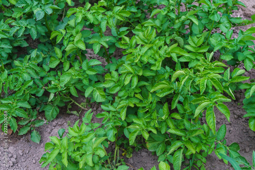 Young green sprouted potato shoots on the field. Young green sprouted potato shoots on the field.