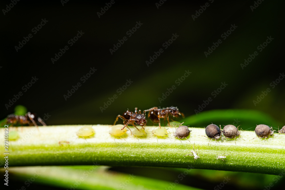 ants and aphids on a stem
