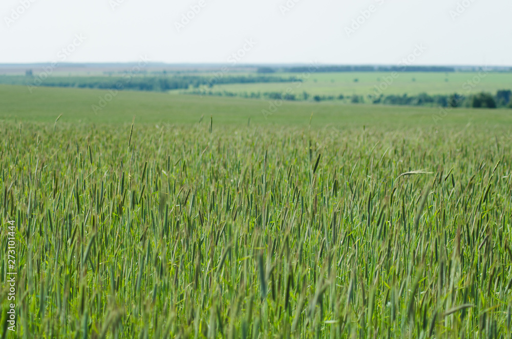 rye fields in summer, countryside landscape
