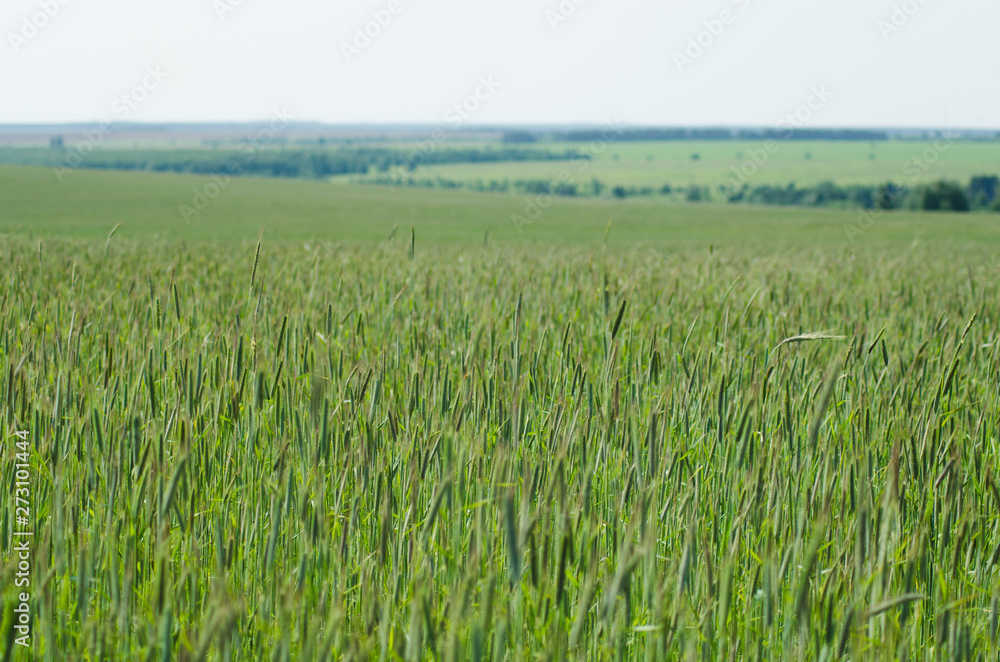 rye fields in summer, countryside landscape rye fields in summer, countryside landscape