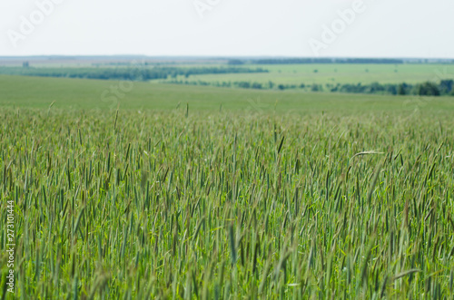 rye fields in summer  countryside landscape