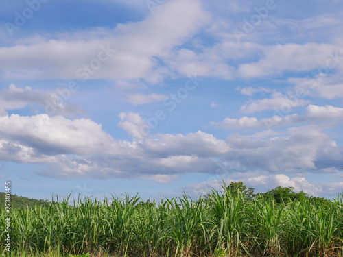 The growth of sugarcane trees in the beautiful sky