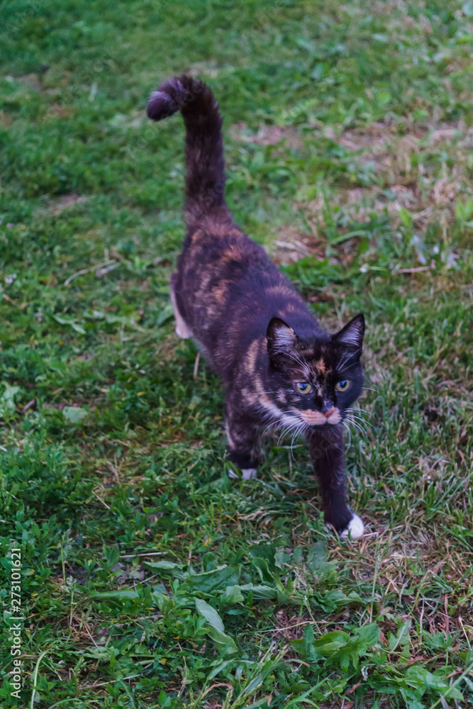 Young black and white cat walks in the country yard. Young black and white cat walks in the country yard.