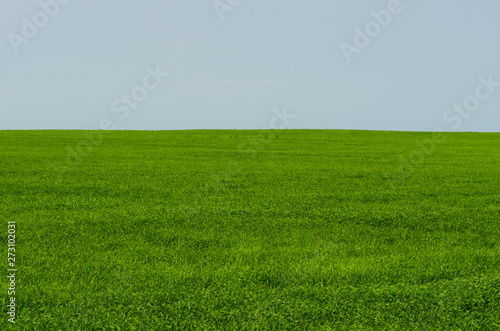 Green bright grass and sky background, horizon