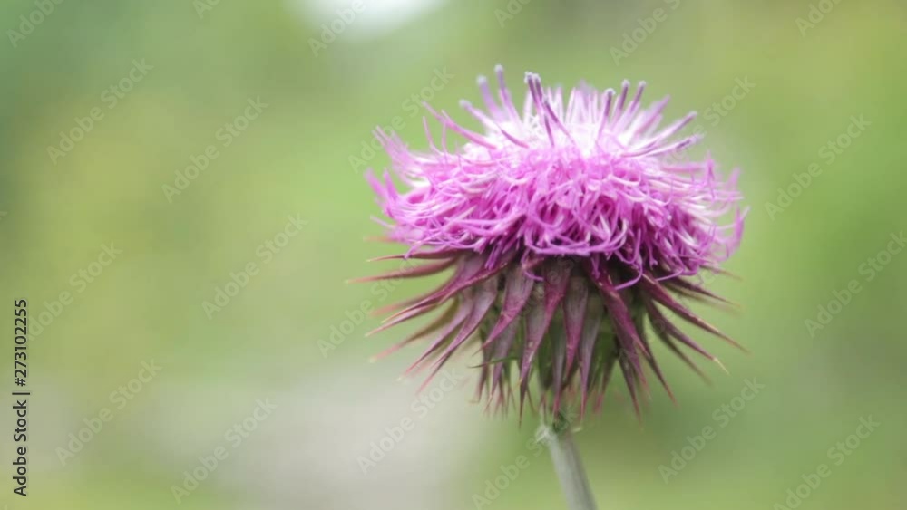 Abstract backgrounds and home flowers. Macro photography of flowers in nature in the field. Abstract backgrounds and home flowers. Macro photography of flowers in nature in the field.