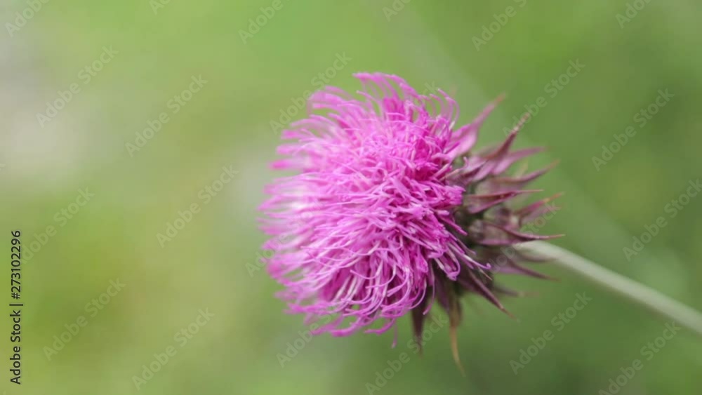 Abstract backgrounds and home flowers. Macro photography of flowers in nature in the field. Abstract backgrounds and home flowers. Macro photography of flowers in nature in the field.