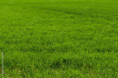 Green bright grass background, wallpaper