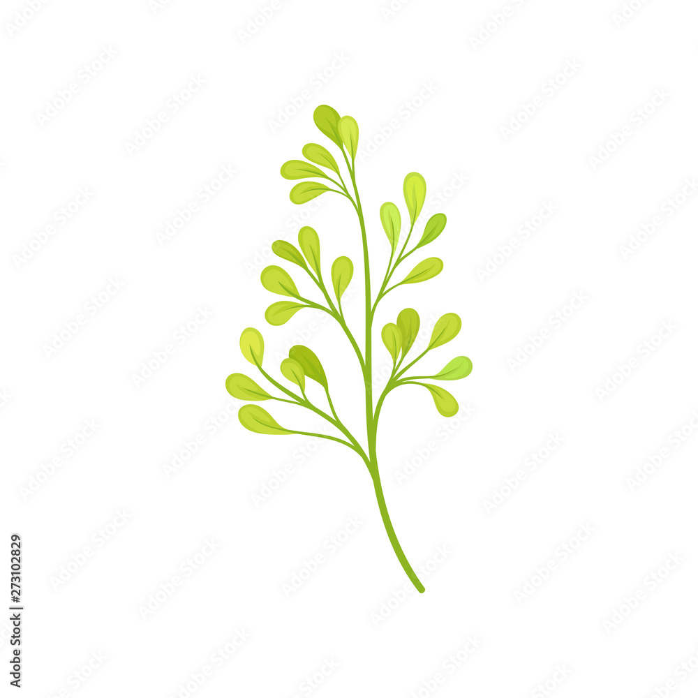 Many small leaves on the stem. Vector illustration on white background. Many small leaves on the stem. Vector illustration on white background.
