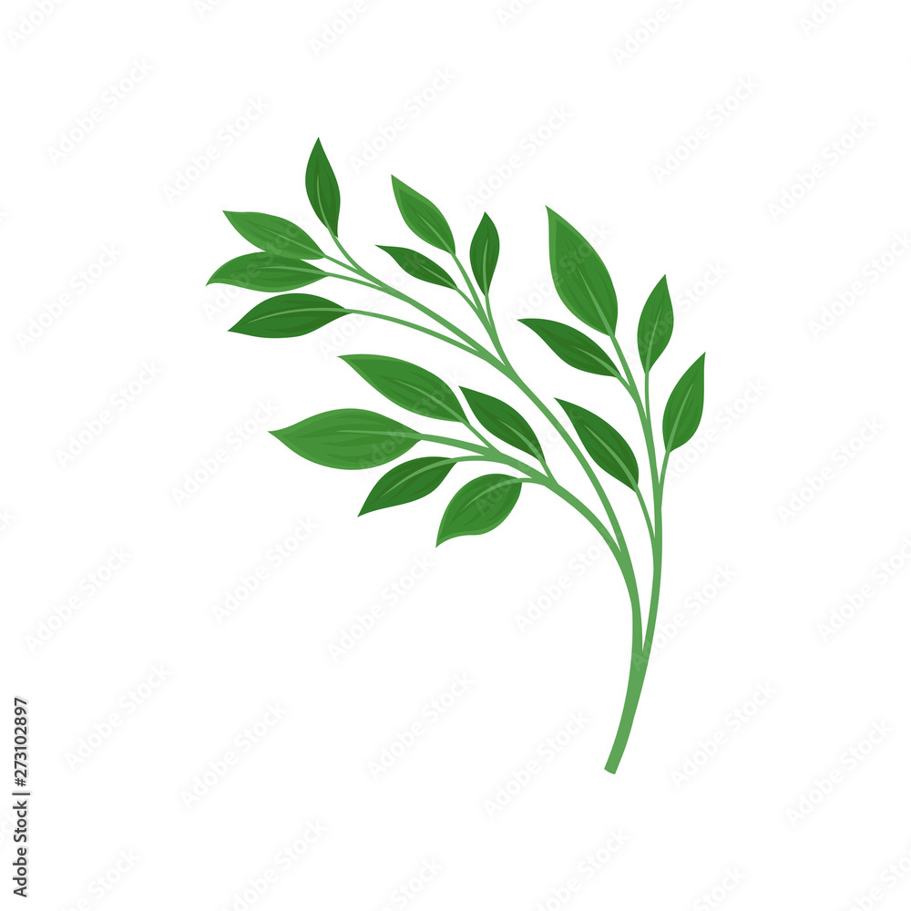 Fototapeta premium Leaves on a branching stalk. Vector illustration on white background.