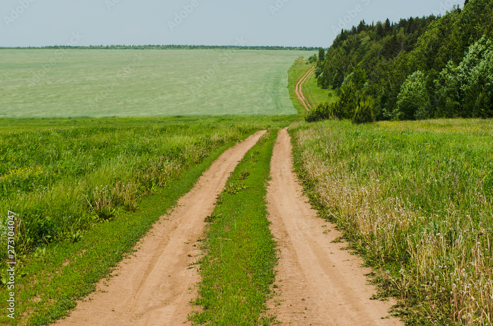 Country road near the forest in summer