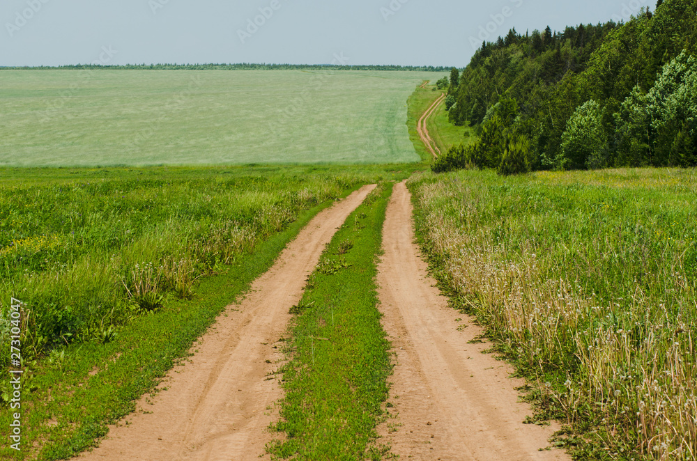 Country road near the forest in summer Country road near the forest in summer