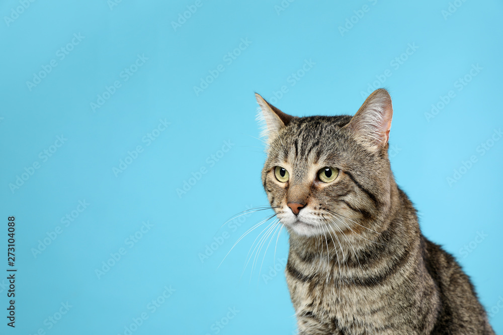 Cute tabby cat on color background, space for text. Friendly pet