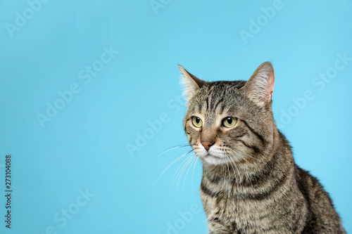 Cute tabby cat on color background, space for text. Friendly pet © New Africa