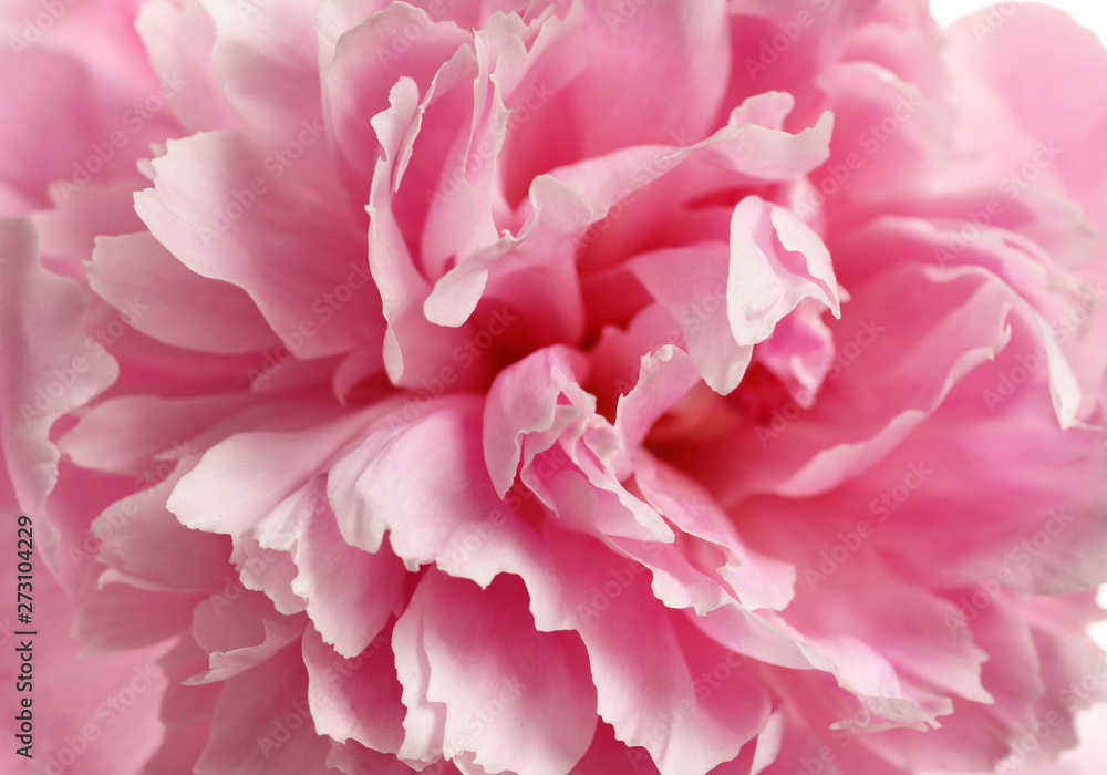 Fragrant peony as background, closeup view. Beautiful spring flower