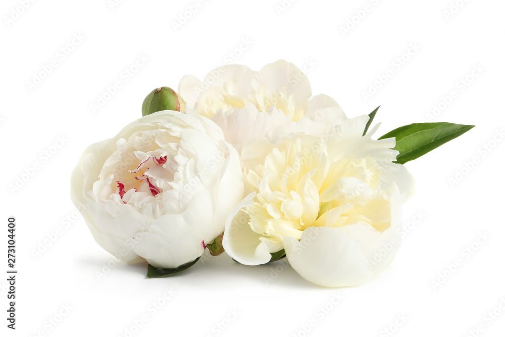 Beautiful fresh peony flowers with green leaves isolated on white Beautiful fresh peony flowers with green leaves isolated on white