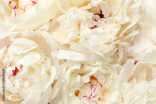 Beautiful fresh peony flowers as background, top view © New Africa