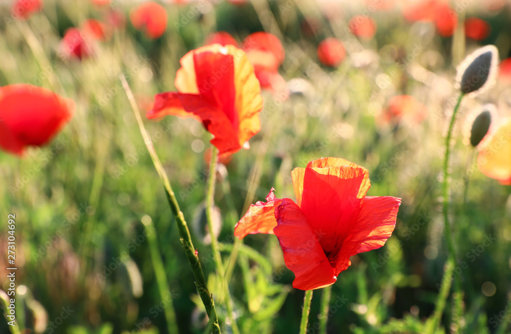 Beautiful blooming red poppy flowers in field Beautiful blooming red poppy flowers in field