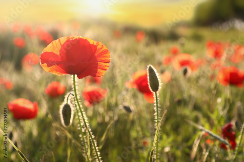 Beautiful blooming red poppy in field at sunset. Space for text