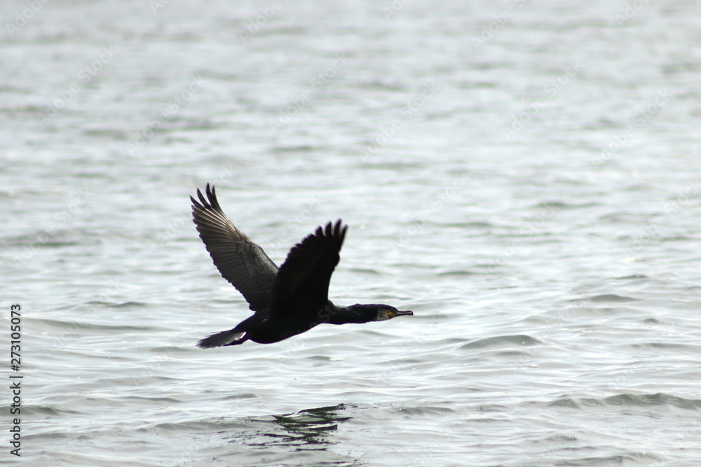 Cormorant flying over the sea surface. Cormorant flying over the sea surface.