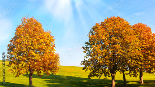 Autumn yellow chestnut trees against the background of green grass and bright blue sky. Autumn bright background. Free space for text.