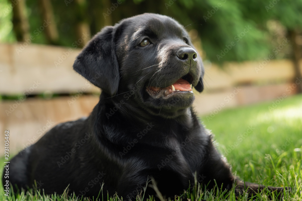 A sweet little black Labrador Retriever puppy A sweet little black Labrador Retriever puppy