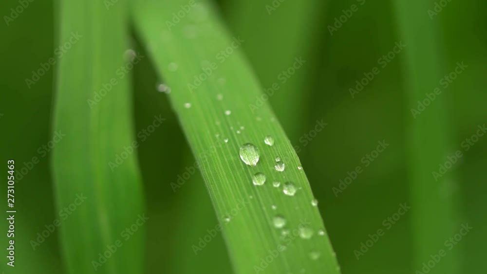 Fresh green grass with dew drops clips,dew drops on green grass footage,rain drops on green grass video, 4k dew drop on green grass movie. Beautiful view. Fresh green grass with dew drops clips,dew drops on green grass footage,rain drops on green grass video, 4k dew drop on green grass movie. Beautiful view.