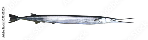 Garfish, sea needle (Belone belone) isolated on white background.