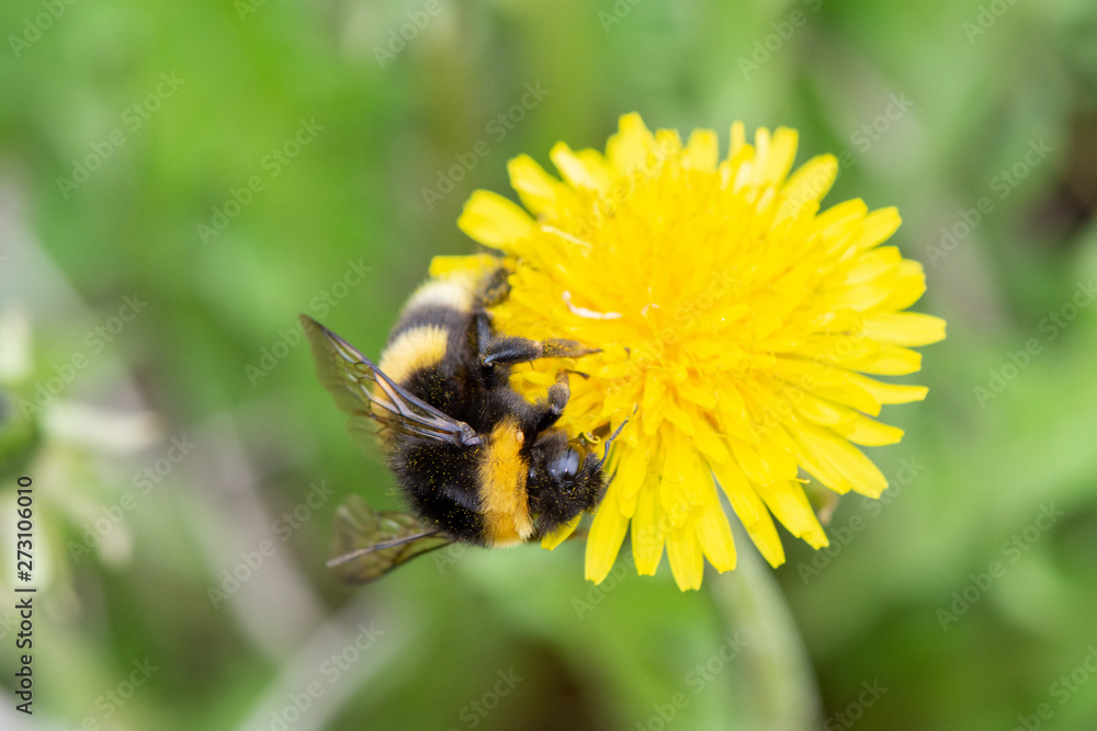 A big beautiful bumblebee with a small tick around its neck collects nectar from a yellow dandelion
