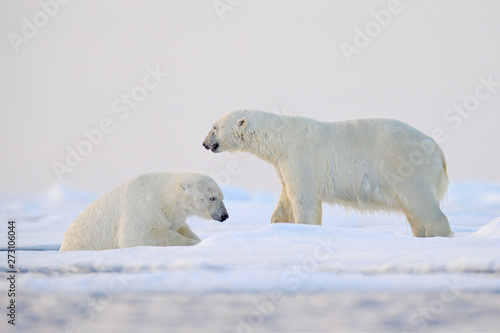 Polar bear swimming in water. Two bears playing on drifting ice with snow. White animals in the nature habitat, Alaska, Canada. Animals playing in snow, Arctic wildlife. Funny nature image.