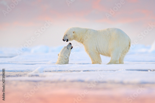 Polar bear swimming in water. Two bears playing on drifting ice with snow. White animals in the nature habitat, Alaska, Canada. Animals playing in snow, Arctic wildlife. Funny nature image.