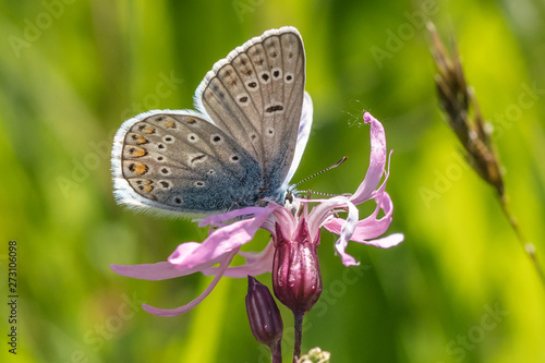 Wallpaper Mural falter auf blüte Torontodigital.ca