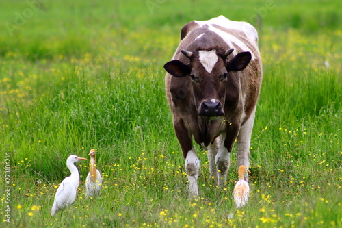 Schilderij op canvas Wild cattle egrets (Bubulcus ibis) pasturing with cow on green grass meadow