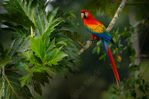 Red parrot Scarlet Macaw, Ara macao, bird sitting on the branch, Brazil. Wildlife scene from tropical forest. Beautiful parrot on tree freen tree in nature habitat.