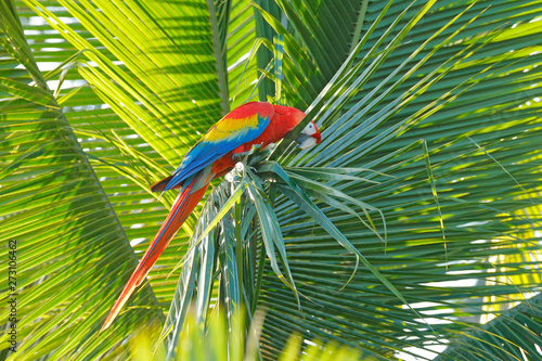 Red parrot Scarlet Macaw, Ara macao, bird sitting on the branch with food, Amazon, Brazil. Wildlife scene from tropical forest. Beautiful parrot on tree in nature habitat.