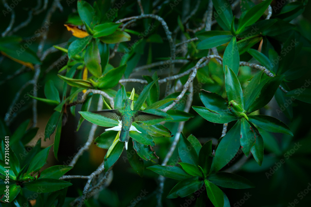Mangrove hummingbird, Amazilia boucardi, in the coastal tree forest vegetation. Hummingbird in the green habitat, with white flower. Endemic bird from Costa Rica, river delta in Tarcoles, Carara NP. Mangrove hummingbird, Amazilia boucardi, in the coastal tree forest vegetation. Hummingbird in the green habitat, with white flower. Endemic bird from Costa Rica, river delta in Tarcoles, Carara NP.