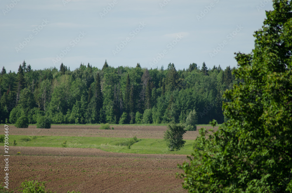 cultivated field near forest, countryside summer landscape