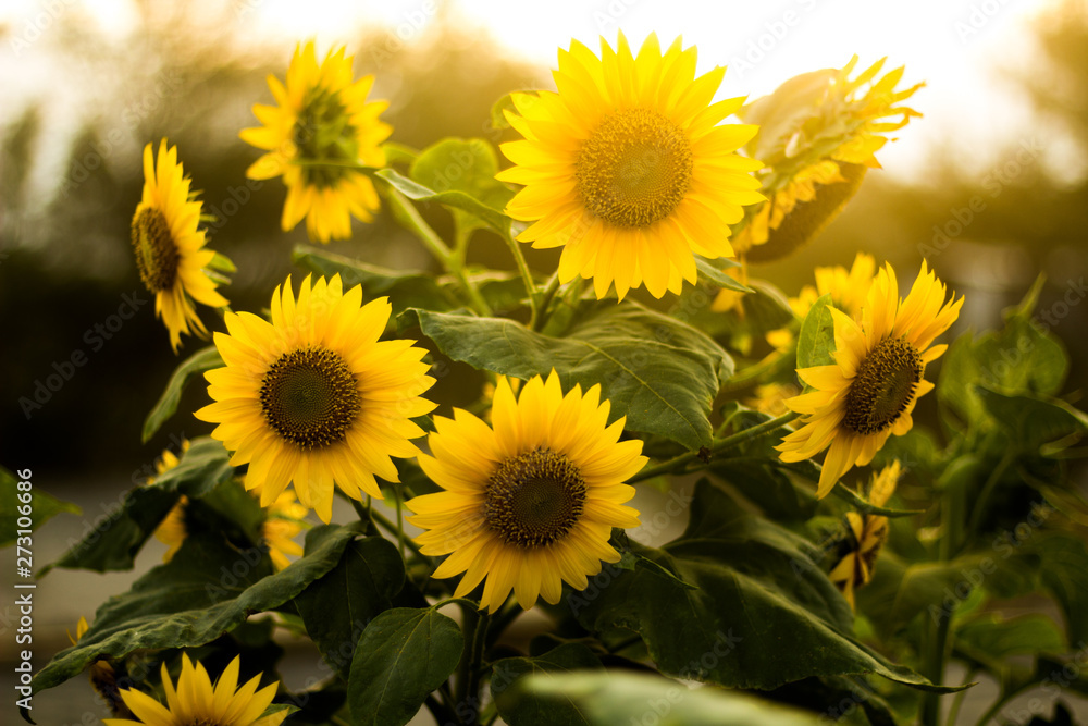 Obraz premium Beautiful Sun Flower Background Summer 