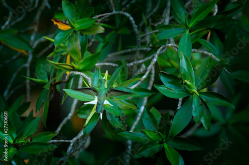 Mangrove hummingbird  Amazilia boucardi  in the coastal tree forest vegetation. Hummingbird in the green habitat  with white flower. Endemic bird from Costa Rica  river delta in Tarcoles  Carara NP.