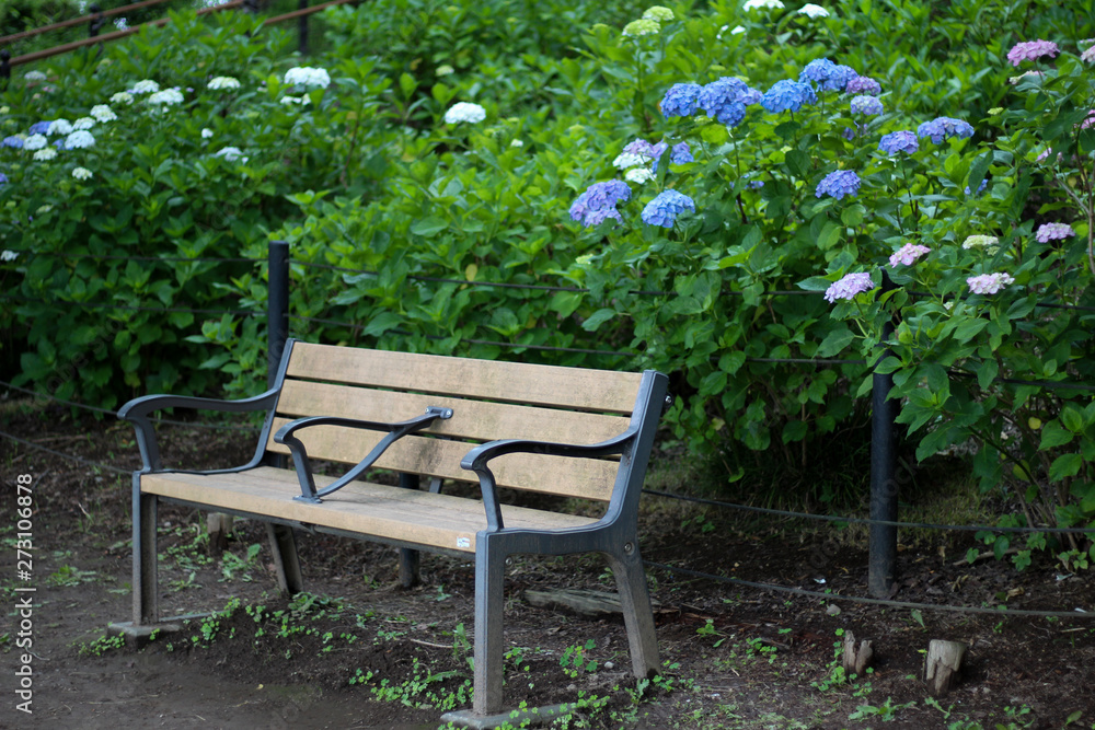 Obraz premium 青と白のアジサイに囲まれた公園のベンチ