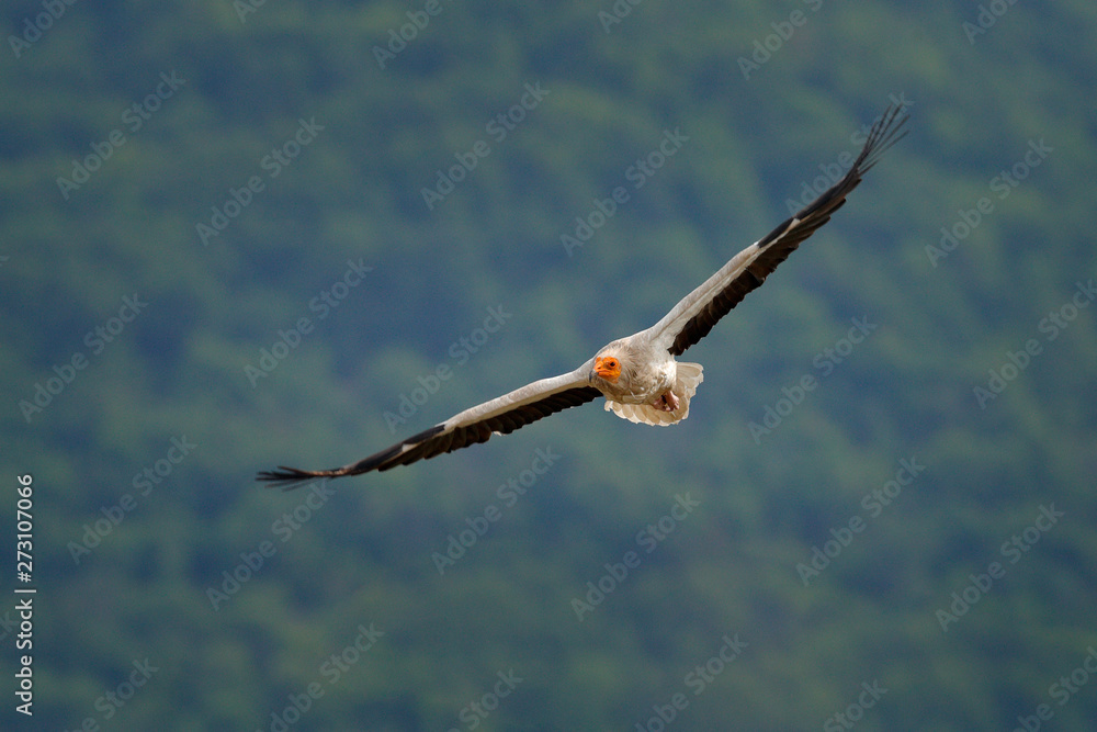 Egyptian vulture fly, Neophron percnopterus, big bird of prey sitting on the stone in nature habitat, Madzarovo, Bulgaria, Eastern Rhodopes. White vulture flying with yellow bill, Summer in Bulgaria. Egyptian vulture fly, Neophron percnopterus, big bird of prey sitting on the stone in nature habitat, Madzarovo, Bulgaria, Eastern Rhodopes. White vulture flying with yellow bill, Summer in Bulgaria.