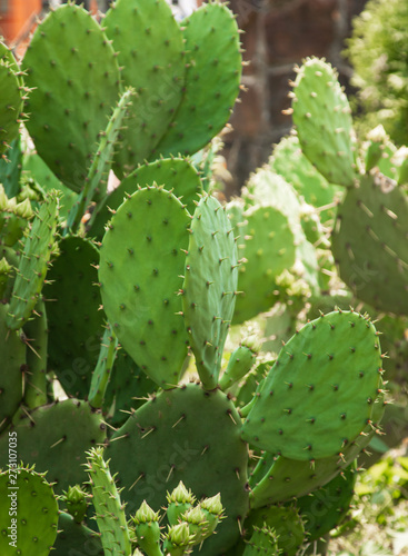 cactus bushes with prickles and flowers