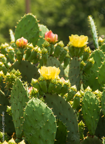 cactus bushes with prickles and flowers © studybos