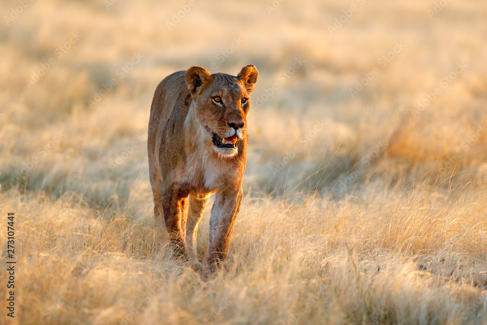Big angry female lion in Etosha NP, Namibia. African lion walking in the  grass, with beautiful evening light. Wildlife scene from nature. Animal in  the habitat. Safari in Africa. Stock Photo |