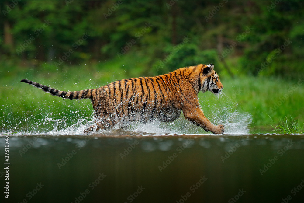 Siberian tiger running in the water. Dangerous animal, taiga in Russia.  Animal in the forest river. Dark vegetation with tiger splashing water. Amur  tiger in the nature habitat. Wildlife in Asia. Stock